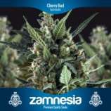 Zamnesia Cherry Bud Automatic