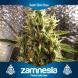 Zamnesia Super Silver Haze