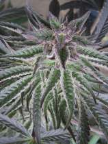 Zenseeds Arnes Rocket Passion