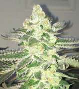 Zenseeds Snow Queen Automatic