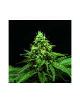 Zoo Seeds Black Domina