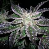 Zoolander Seeds Raspberry Kush BX1