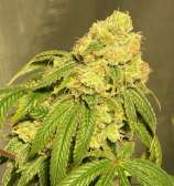 Zoolander Seeds Sour Blue Alien