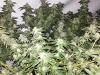 Imagen de maddog2226 (00 Kush)