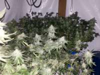 Imagen de maddog2226 (00 Kush)