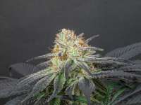 Imagen de Laura1976 (Caramel Kush)