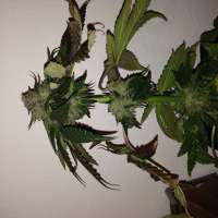 Imagen de Hashpapy (Caramel Kush)