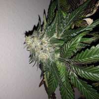 Imagen de Hashpapy (Caramel Kush)