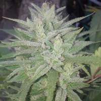 Imagen de OGchema (Monster Cookies)