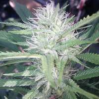 Imagen de OGchema (Monster Cookies)