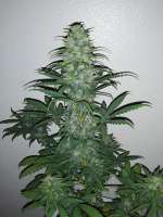 Imagen de 360grow420 (Gas Hog Auto)