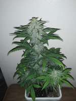 Imagen de 360grow420 (Gas Hog Auto)