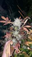 Imagen de 517legendseedco (Cake Face)