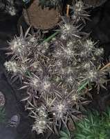 Imagen de 517legendseedco (Funky Mids)