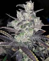 Imagen de 517legendseedco (Funky Mids)