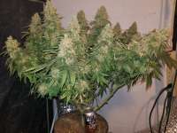 Imagen de Cncsxn (Amnesia Haze)