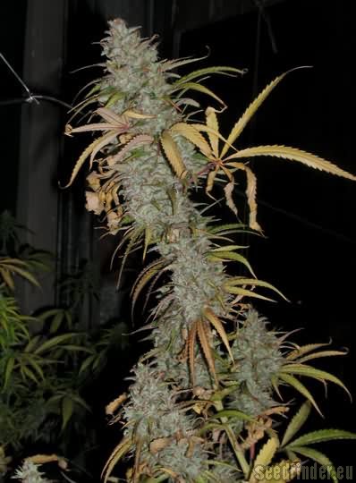 ACE Seeds Congo