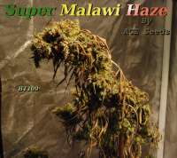 Imagen de hankpankwank [Super Malawi Haze]