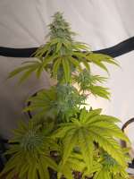 Imagen de hanfieyruderalis (Afghan Skunk)