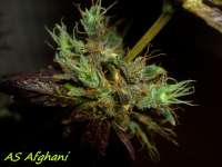 Imagen de Stamina (Afghani Landrasse)