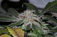 Imagen de alpineseeds1 (DeepChunk S1)