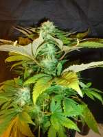 Imagen de MrOrganic (Erdbeer x Deep Chunk)