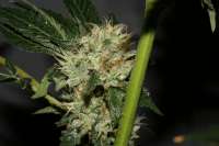 Imagen de AlpineSeeds (OG Kush-LemonLarry)