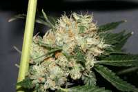 Imagen de AlpineSeeds (OG Kush-LemonLarry)