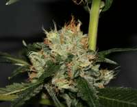 Imagen de AlpineSeeds (OG Kush-LemonLarry)