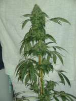 Imagen de stamina (OG Kush-LemonLarry)