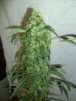 Imagen de stamina (OG Kush-LemonLarry)