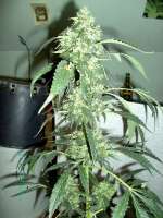 Imagen de stamina (OG Kush-LemonLarry)