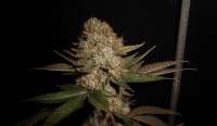 Imagen de tuco2co (OG Kush-LemonLarry IBL)