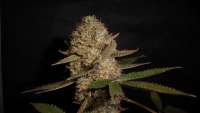 Imagen de tuco2co (OG Kush-LemonLarry IBL)