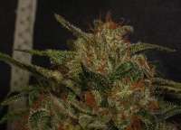 Imagen de tuco2co (OG Kush-LemonLarry IBL)