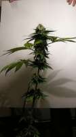 Imagen de WeedOxid (OG Kush-LemonLarry x DeepChunk)