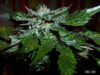 Imagen de Stamina (OG Kush-LemonLarry x DeepChunk)