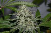 Imagen de alpineseeds1 (OG Kush-LemonLarry x ECSD BX1)