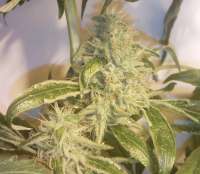 Imagen de Weedlife (OG Kush-LemonLarry x ECSD BX1)