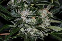 Imagen de alpineseeds1 (OG Kush-LemonLarry x OG Kush SFV BX1)