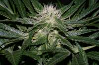 Imagen de AlpineSeeds (Sweet Chunk)