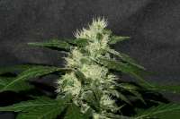 Imagen de alpineseeds11 (Sweet Chunk BX1)