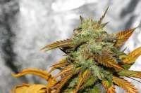 Imagen de alpineseeds1 (Sweet Pink Grapefruit)