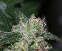 Imagen de alpineseeds1 (Sweet Pink Grapefruit)