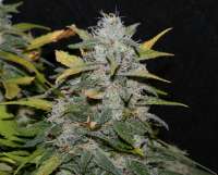 Imagen de alpineseeds1 (Sweet Pink Grapefruit)