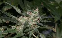 Imagen de alpineseeds1 (Sweet Pink Grapefruit)