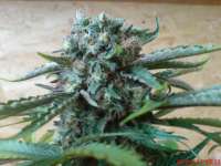 Imagen de JAHJAHChildren (Sweet Pink Grapefruit S1)