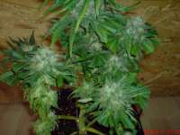 Imagen de JAHJAHChildren (Sweet Pink Grapefruit S1)