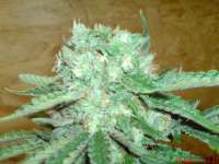 Imagen de JAHJAHChildren (Sweet Pink Grapefruit S1)