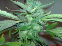 Imagen de JAHJAHChildren (Sweet Pink Grapefruit S1)